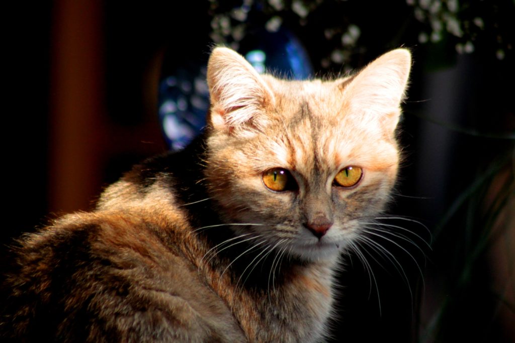 La tête de Gribouille