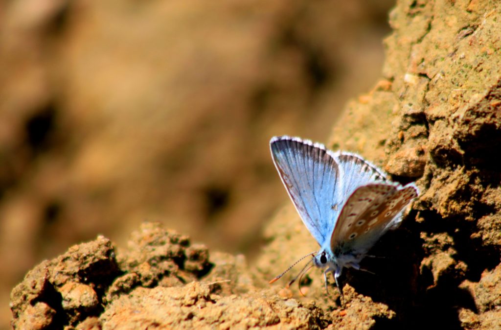 Papillon azure